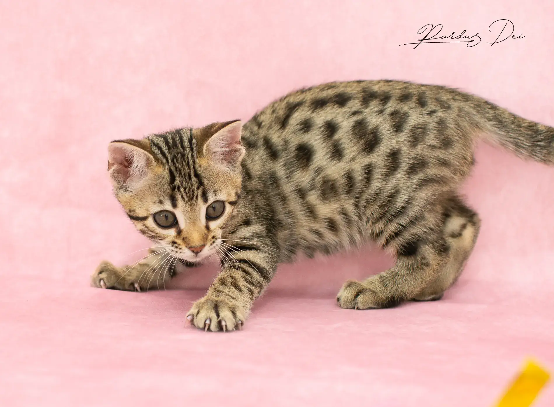 chaton bengal